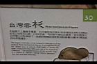 台灣雲杉-文字1.JPG