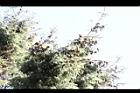 台灣雲杉-毬果01.JPG
