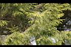 台灣雲杉-葉09.jpg
