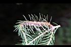 石原氏球蚜蟲癭05.jpg