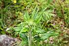 台灣青木香-花苞02.JPG