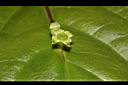 台灣青莢葉-雌花11.JPG
