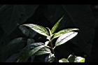 台灣青莢葉-花序03.JPG