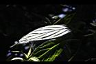 台灣青莢葉-葉脈02.JPG