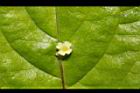 台灣青莢葉-雄花04.JPG