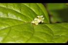 台灣青莢葉-雄花07.JPG