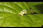 台灣青莢葉-雄花08.JPG