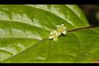 台灣青莢葉-雄花10.JPG