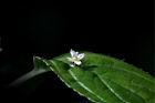 台灣青莢葉-雄花31.JPG