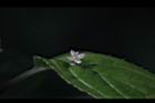 台灣青莢葉-雄花35.JPG