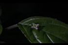 台灣青莢葉-雄花38.JPG
