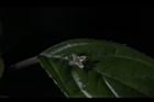 台灣青莢葉-雄花39.JPG
