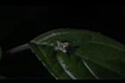 台灣青莢葉-雄花40.JPG