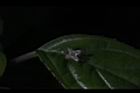 台灣青莢葉-雄花41.JPG