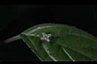 台灣青莢葉-雄花42.JPG