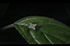 台灣青莢葉-雄花43.JPG