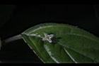 台灣青莢葉-雄花44.JPG