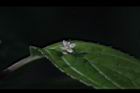 台灣青莢葉-雄花45.JPG
