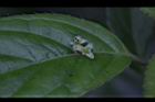 台灣青莢葉-雄花46.JPG