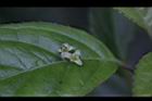 台灣青莢葉-雄花48.JPG
