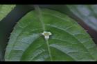 台灣青莢葉-雄花49.JPG