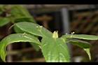 台灣青莢葉-雄花序04.JPG