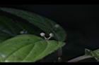 台灣青莢葉-雄花苞01.JPG