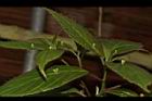 台灣青莢葉-雌花00.JPG
