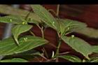 台灣青莢葉-雌花01.JPG