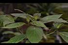 台灣青莢葉-雌花03.JPG