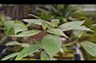 台灣青莢葉-雌花04.JPG
