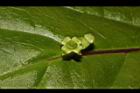 台灣青莢葉-雌花13.JPG