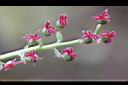 台灣馬桑-雌花07.JPG