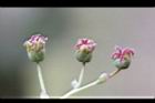 台灣馬桑-兩性花2.JPG