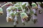 台灣馬桑-兩性花4.JPG