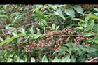 台灣馬桑-紅實02.jpg