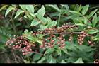 台灣馬桑-紅實03.jpg