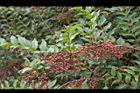 台灣馬桑-紅實05.jpg