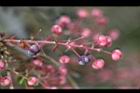 台灣馬桑-紅實11.jpg