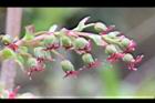 台灣馬桑-雌花04.JPG
