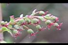 台灣馬桑-雌花06.JPG