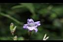 台灣馬藍-花01.JPG