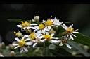 台灣馬蘭-花20.jpg