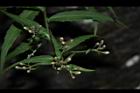 台灣馬蘭-花苞02.JPG