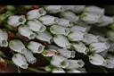 台灣馬醉木-花01.jpg