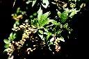 臺灣馬醉木-實01.jpg