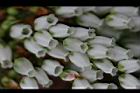 台灣馬醉木-花00.jpg