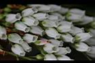 台灣馬醉木-花02.jpg