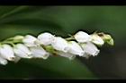 台灣馬醉木-花04.jpg