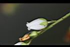 台灣馬醉木-花09.jpg